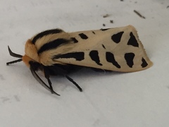 Apantesis arizoniensis