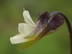 Viola arvensis arvensis