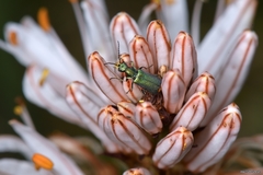 Malachius lusitanicus