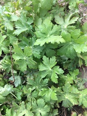 Geranium