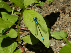 Zoniagrion exclamationis