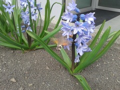 Macroglossum stellatarum