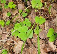 Oxalis acetosella