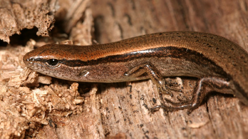 Little Brown Skink
