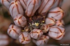 Malachius lusitanicus