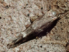 Mompha sturnipennella