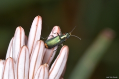 Malachius lusitanicus