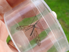 Tipula varipennis
