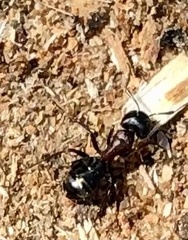 Camponotus herculeanus