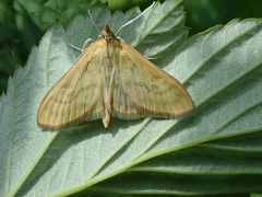 Paratalanta pandalis