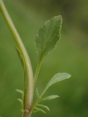 Viola arvensis arvensis