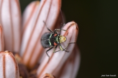 Malachius lusitanicus