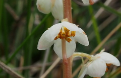 Pyrola rotundifolia maritima