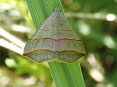 Colobochyla salicalis