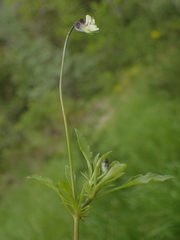 Viola arvensis arvensis