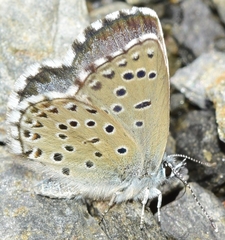 Pseudophilotes abencerragus