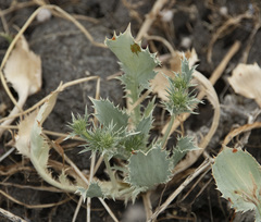 Eryngium petiolatum