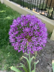 Allium hollandicum