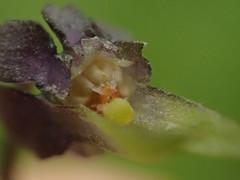 Viola arvensis arvensis