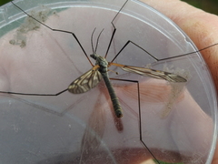 Tipula varipennis