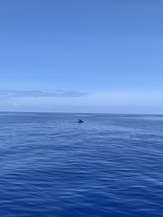 Globicephala