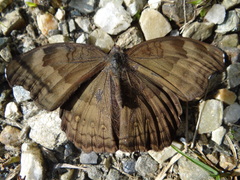 Junonia iphita iphita
