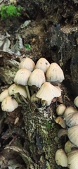 Coprinellus truncorum