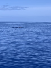 Globicephala