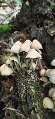 Coprinellus truncorum