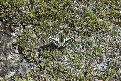 Papilio machaon aliaska