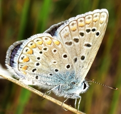 Polyommatus celina