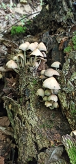 Coprinellus truncorum