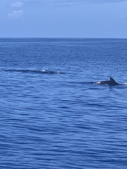 Globicephala