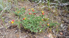 Acmispon grandiflorus grandiflorus