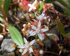Sedum arenarium