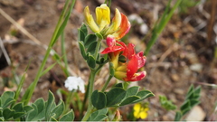 Acmispon grandiflorus grandiflorus