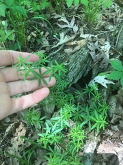 Galium concinnum
