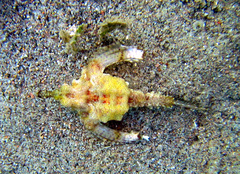 Eurypegasus draconis