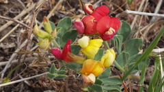 Acmispon grandiflorus grandiflorus