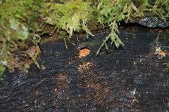 Ectemnius cephalotes