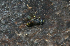 Ectemnius cephalotes