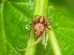 Oxyopes ramosus