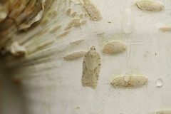 Acleris logiana