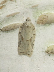 Acleris logiana