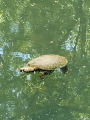 Chelydra serpentina
