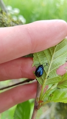 Agelastica alni