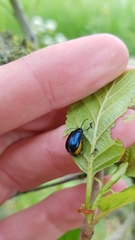 Agelastica alni