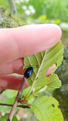 Agelastica alni