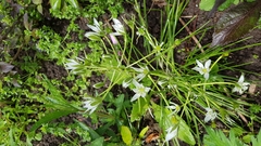 Ornithogalum umbellatum