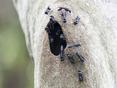 Epipona